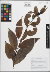 Foto von Salix pentandra L.